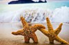 Download - Starfish Windows 7 Theme 1.0